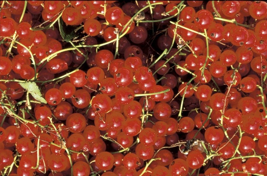 Geschenke Moheda Schweden | Moheda Bio Preiselbeeren Konfiture 200 G